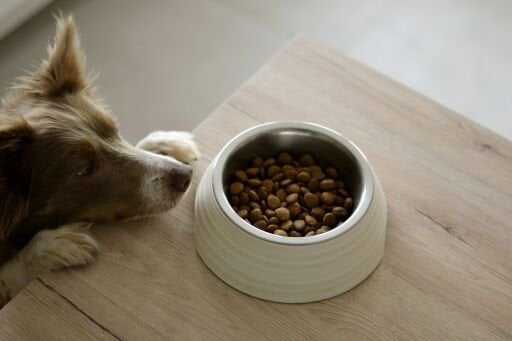  Köpek Mamaları