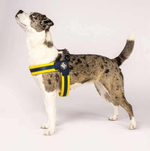 Köpek Tasmaları ve Gezdirme Ürünleri