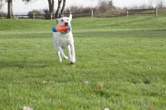 Chuckit! Tumble Bumper Suda Batmayan Köpek Oyuncağı (Orta Boy)