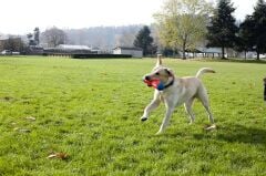 Chuckit! Tumble Bumper Suda Batmayan Köpek Oyuncağı (Orta Boy)