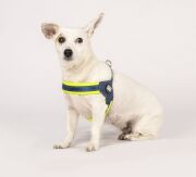 Max & Molly Matrix Yellow Q-Fit Köpek Göğüs Tasması XXS