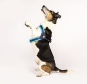 Max & Molly Matrix Blue Q-Fit Köpek Göğüs Tasması XXS