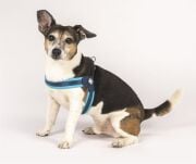 Max & Molly Matrix Blue Q-Fit Köpek Göğüs Tasması XXS