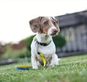 Max & Molly Matrix Yellow Köpek Gezdirme Kayışı XS