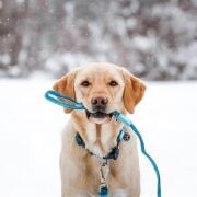 Max & Molly Matrix Blue Köpek Gezdirme Kayışı XS