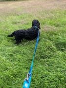 Max & Molly Matrix Blue Köpek Gezdirme Kayışı XS