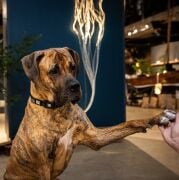 Matrix 2.0 Akıllı Künyeli Köpek Boyun Tasması - Siyah M